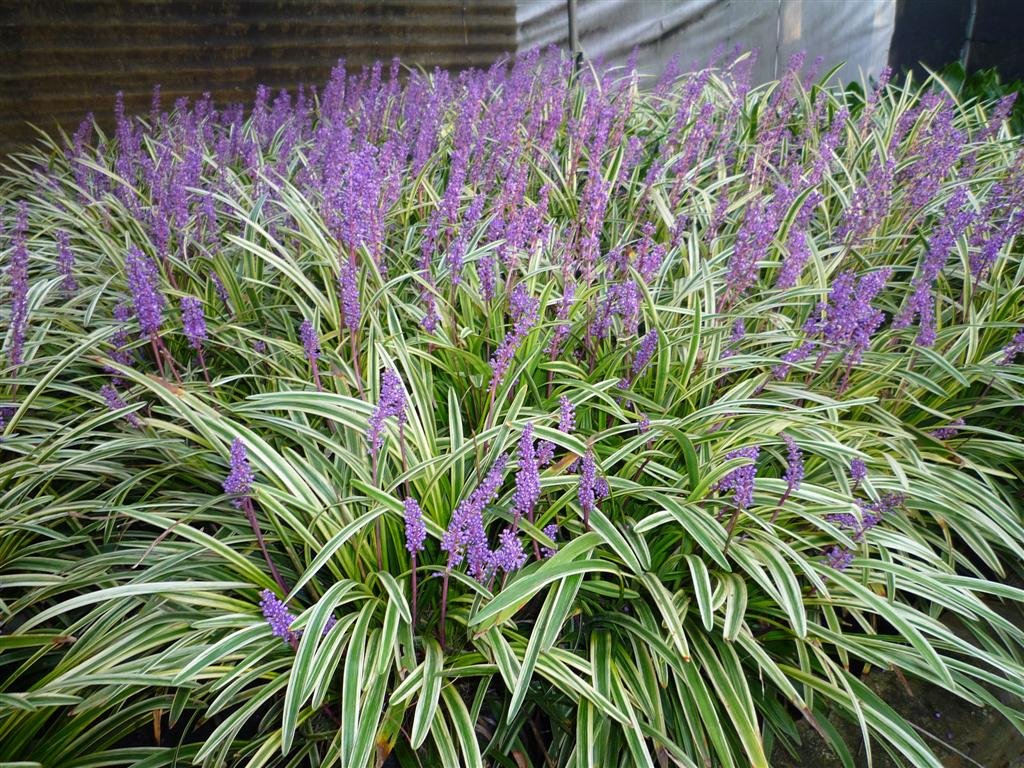 Lilyturf - Liriope muscari