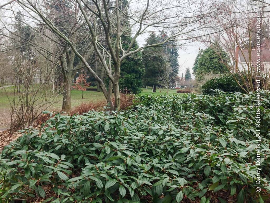 David viburnum - Viburnum davidii