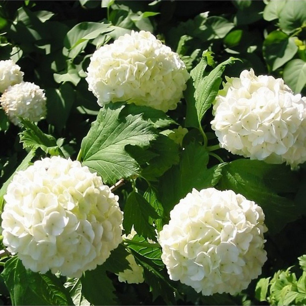 Guelder Rose - Viburnum opulus