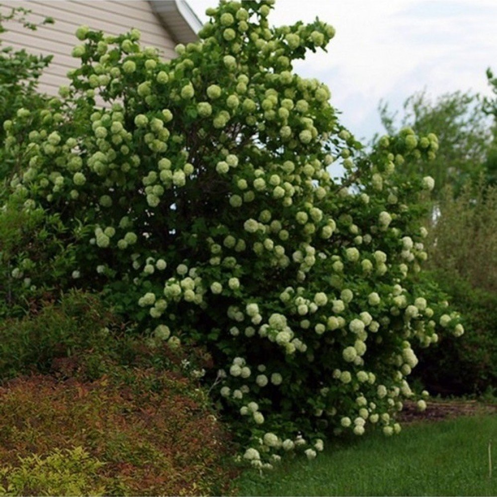 Guelder Rose - Viburnum opulus