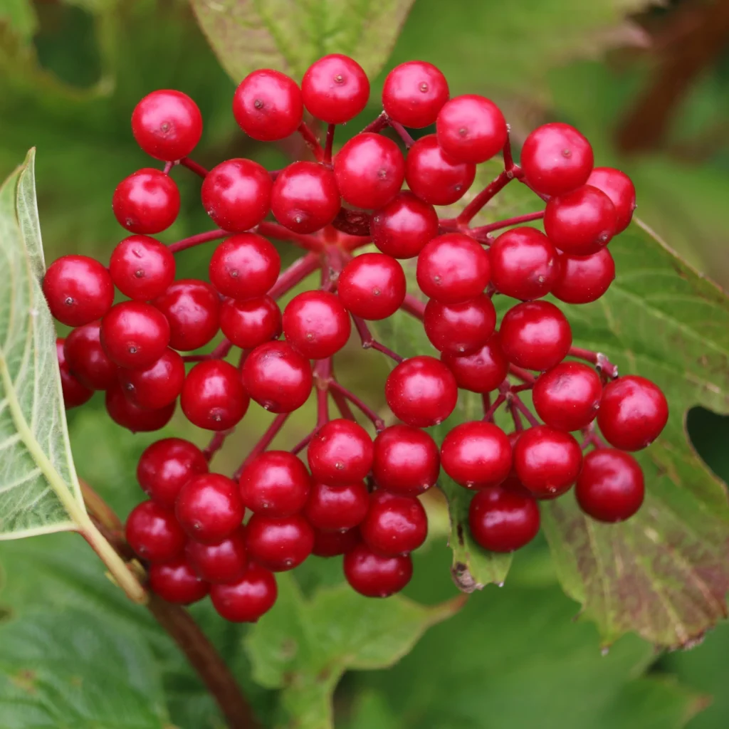 Guelder Rose - Viburnum opulus