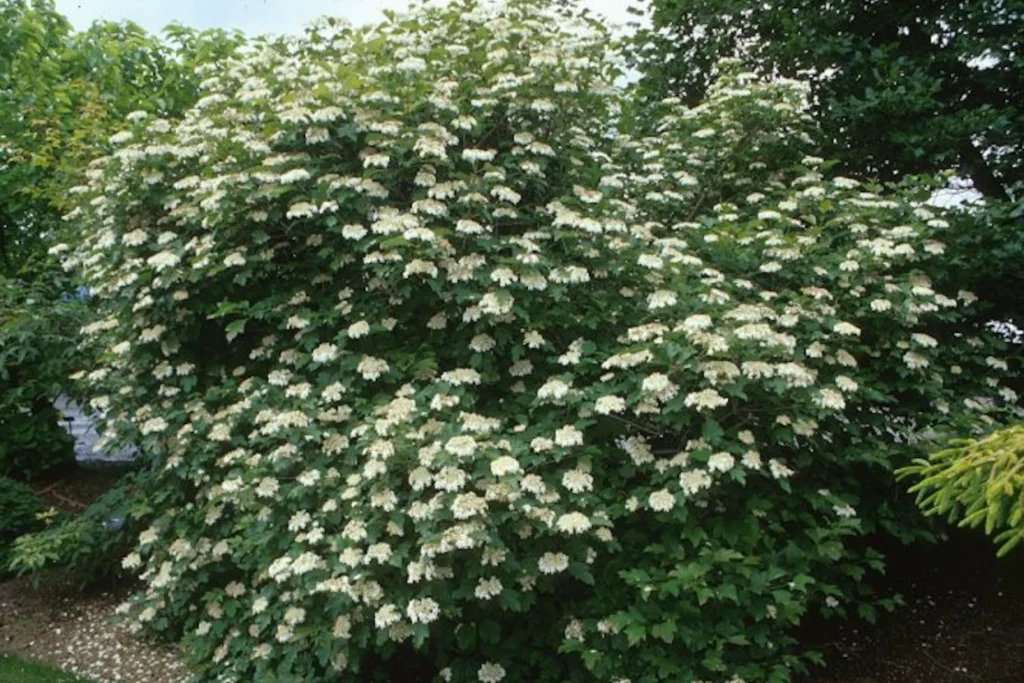 Guelder Rose - Viburnum opulus