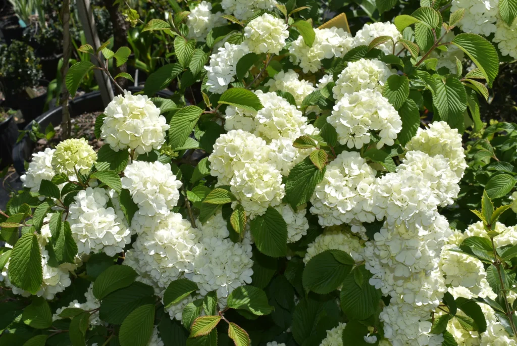 Japanese Snowball - Viburnum plicatum