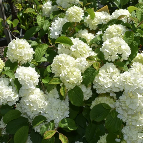 How to grow Japanese Snowball (Viburnum plicatum)
