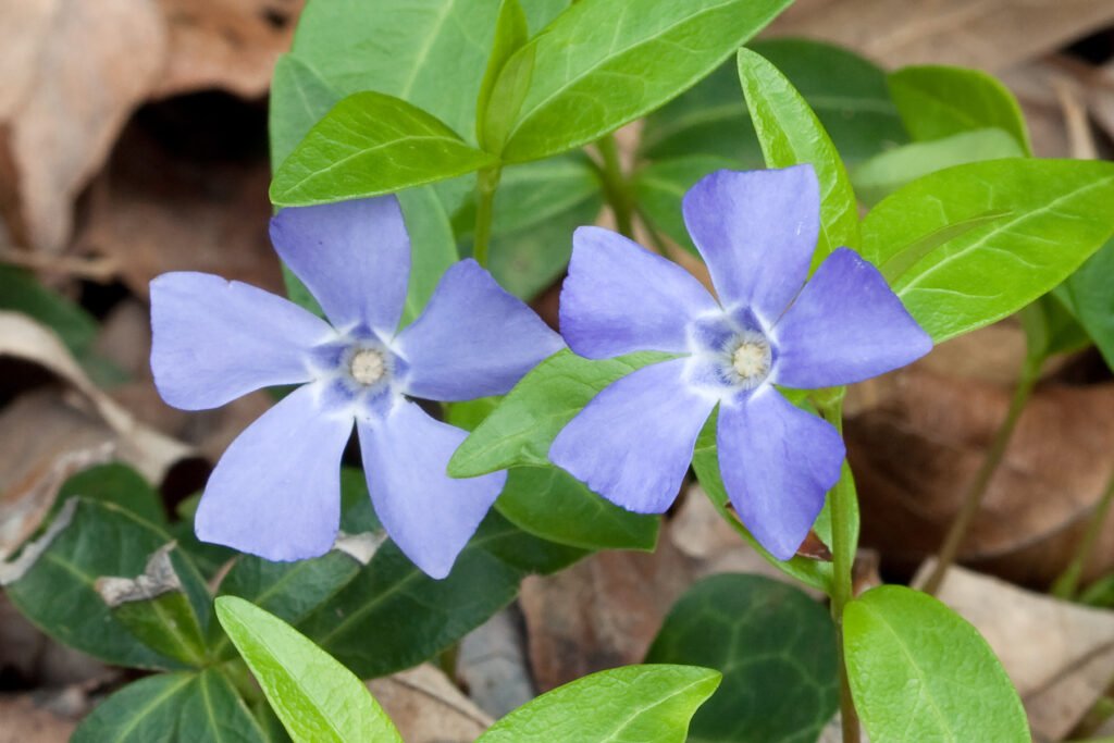 Lesser Periwinkle - Vinca minor
