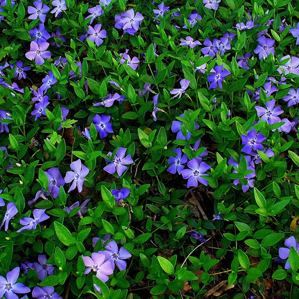 Lesser Periwinkle - Vinca minor