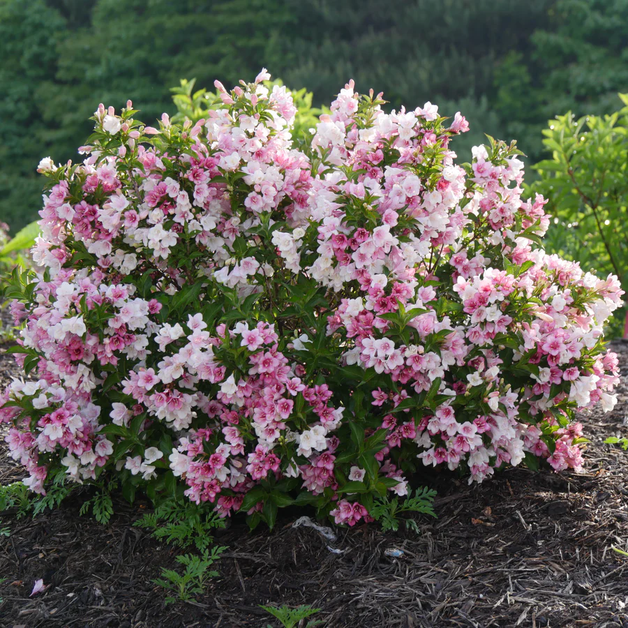Weigela - Weigela