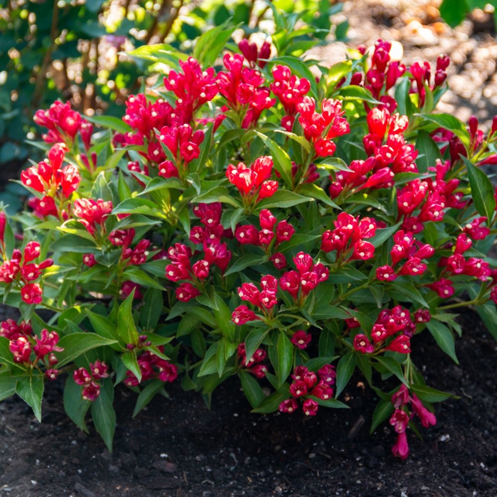 Weigela - Weigela