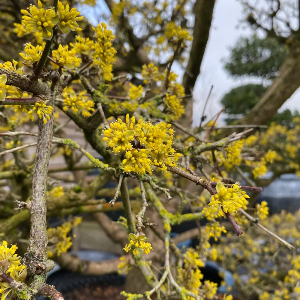 Cornelian Cherry - Cornus mas