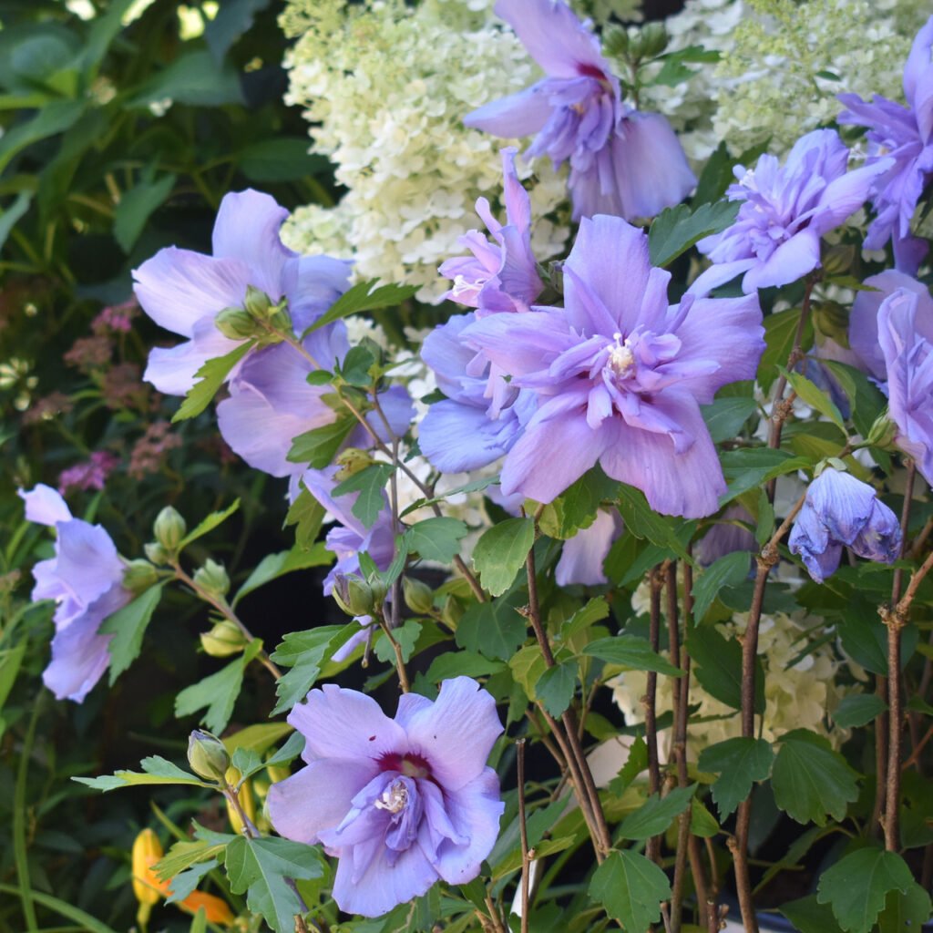 Rose Of Sharon - Hibiscus syriacus