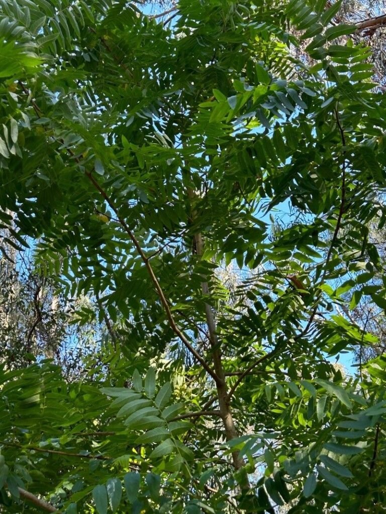 California Walnut - Juglans californica