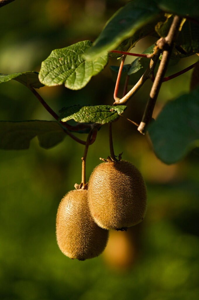 Kiwi Fruit - Actinidia deliciosa