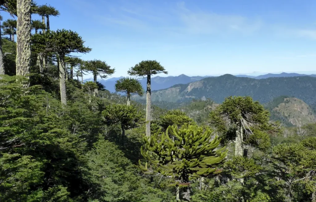 Monkey Puzzle Tree - Araucaria araucana