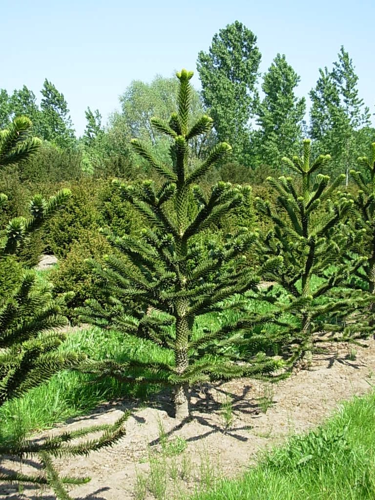 Monkey Puzzle Tree - Araucaria araucana