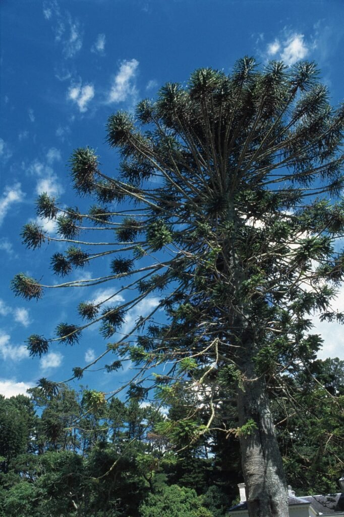 Bunya Pine - Araucaria bidwillii