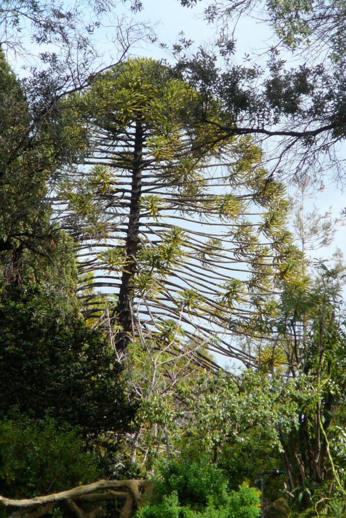 Bunya Pine - Araucaria bidwillii