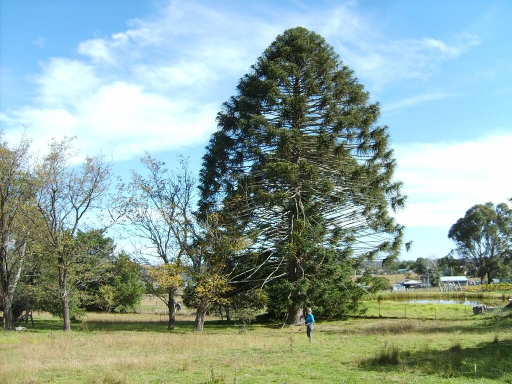 Bunya Pine - Araucaria bidwillii
