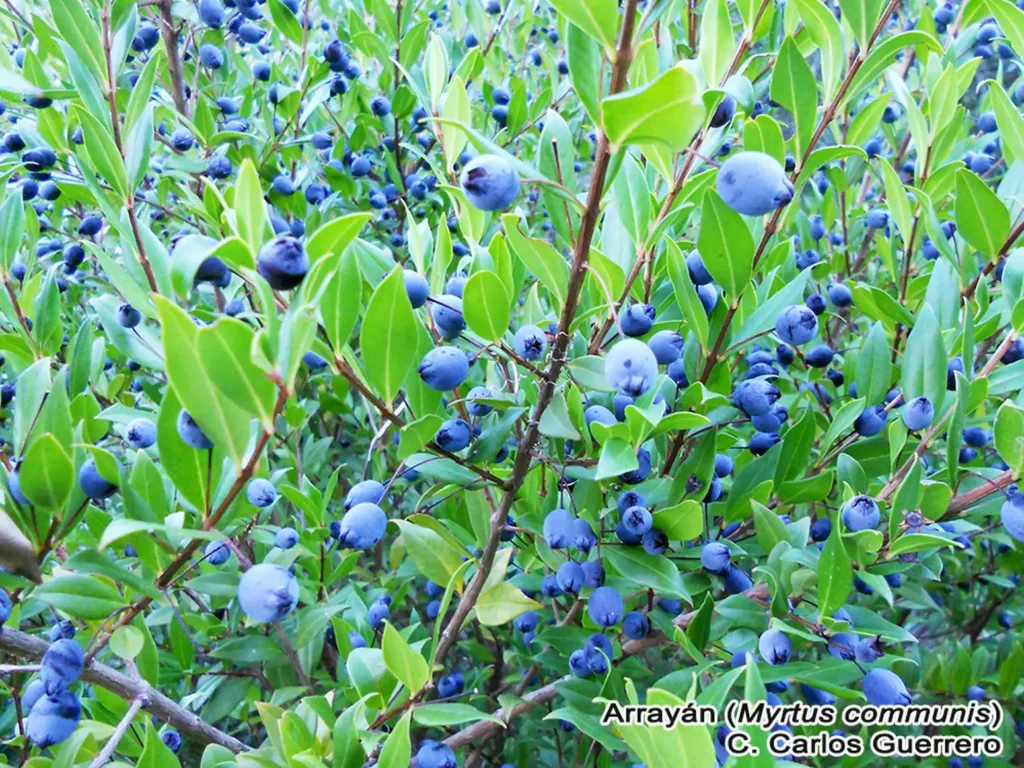 Myrtle - Myrtus communis