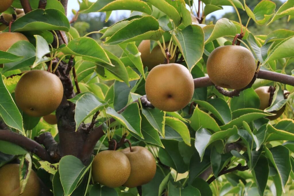Chinese pear - Pyrus pyrifolia