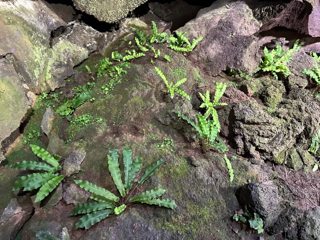 Hart's Tongue Fern - Asplenium scolopendrium