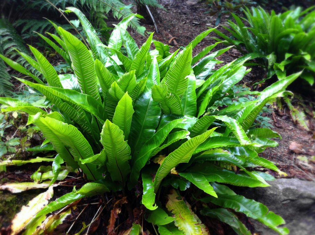 Hart's Tongue Fern - Asplenium scolopendrium