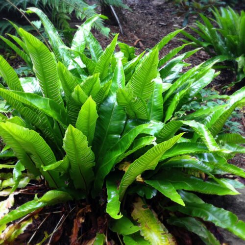 How to grow Hart’s Tongue Fern (Asplenium scolopendrium)