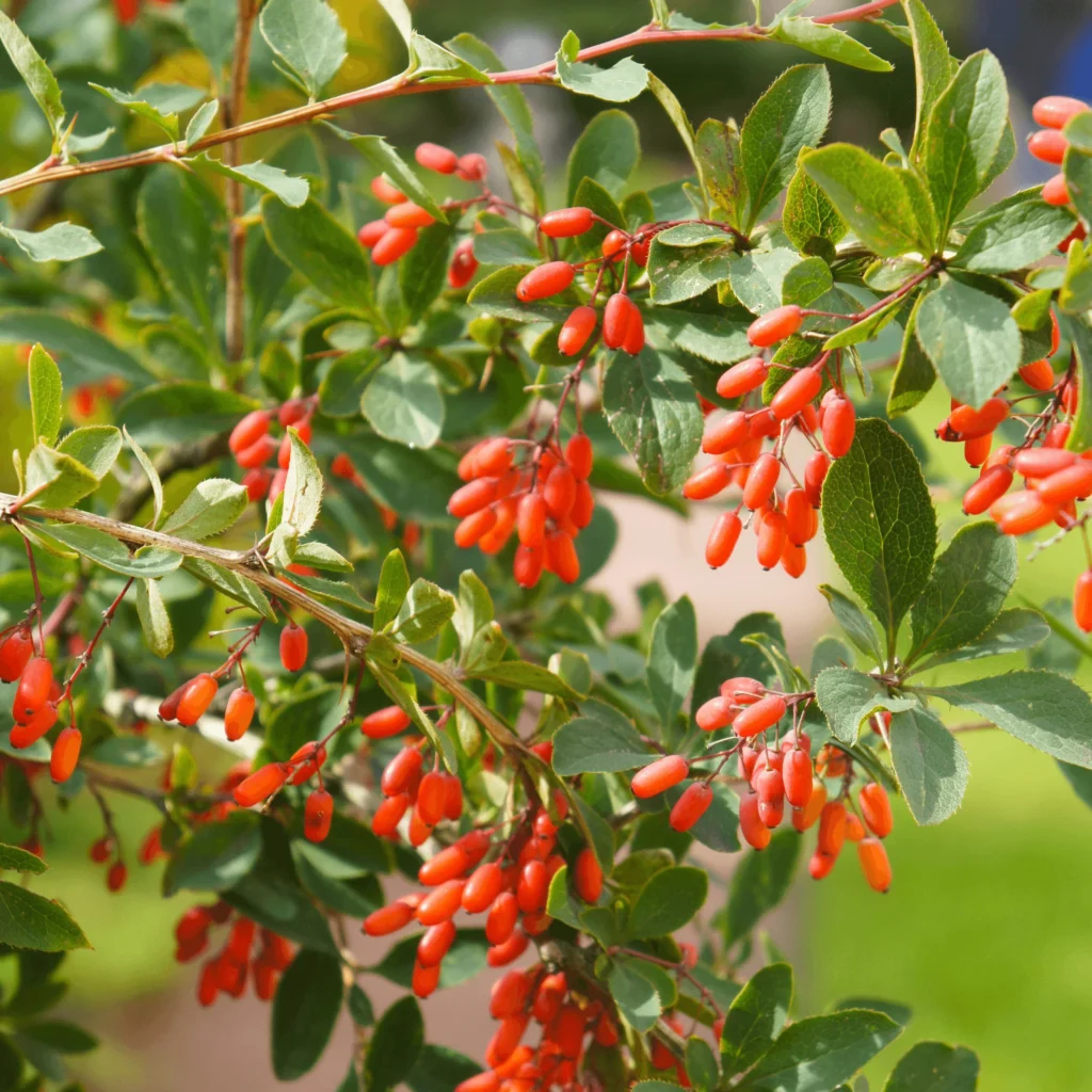 Common Barberry Berberis Vulgaris