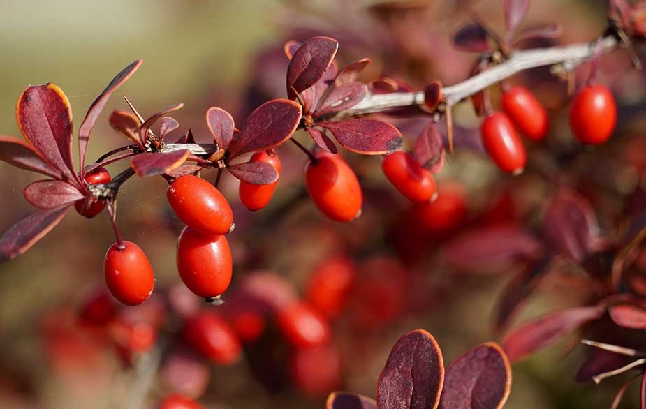 Japanese Barberry - Berberis thunbergii