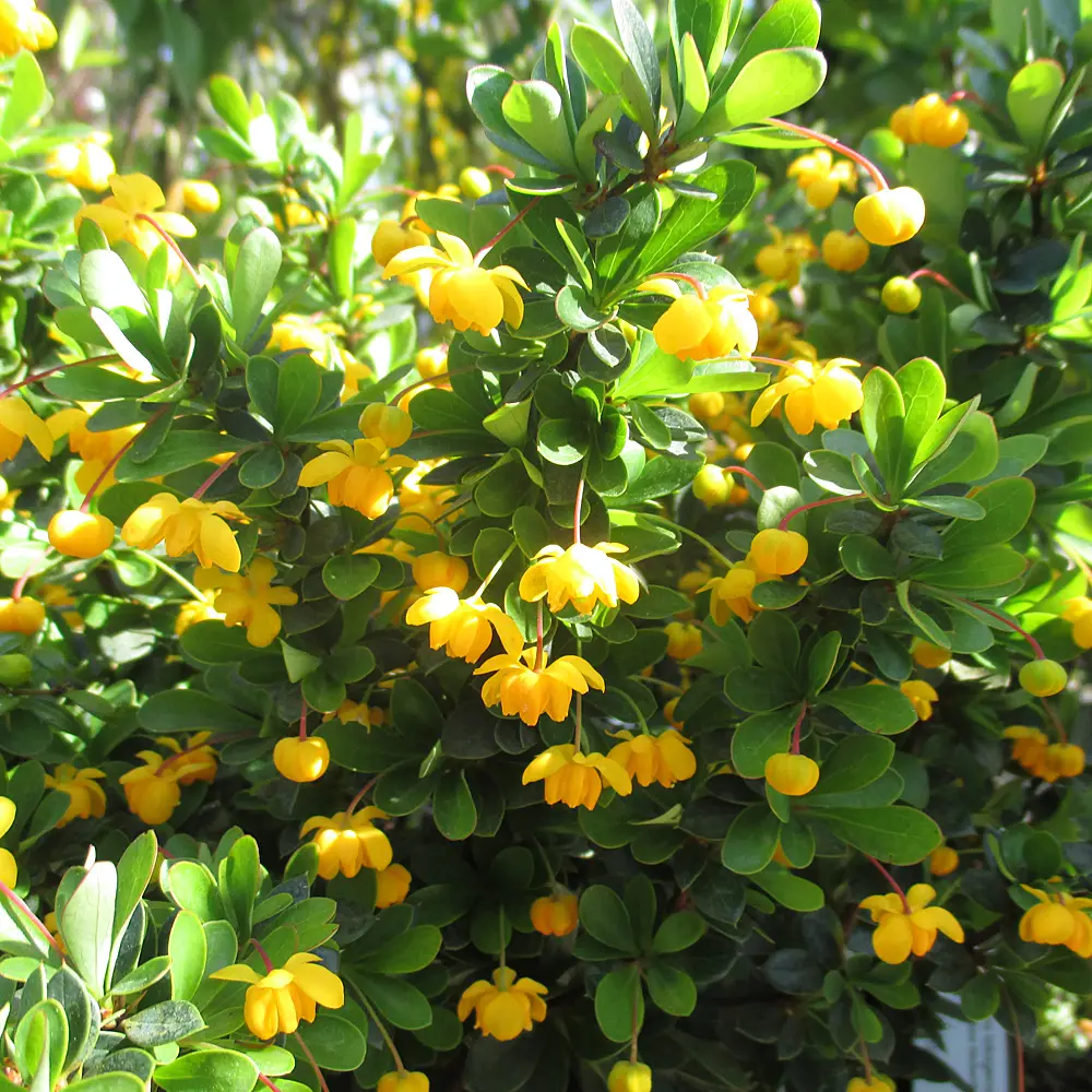 Magellan Barberry - Berberis buxifolia