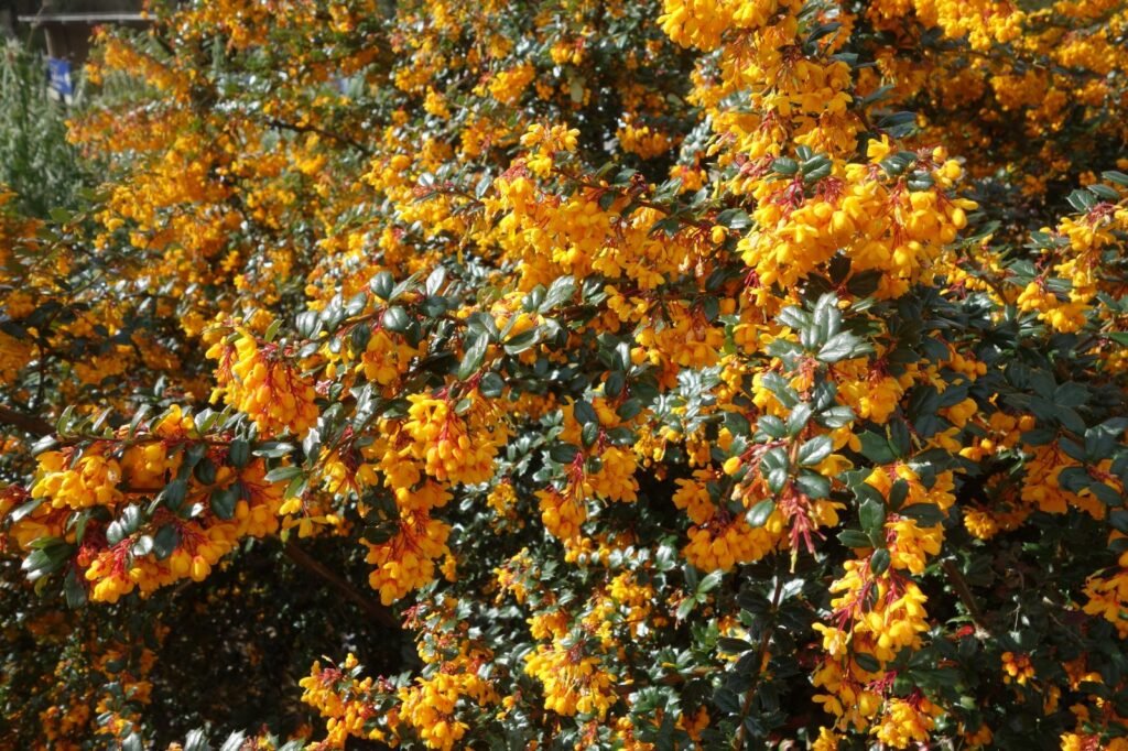 Darwin's Barberry - Berberis darwinii