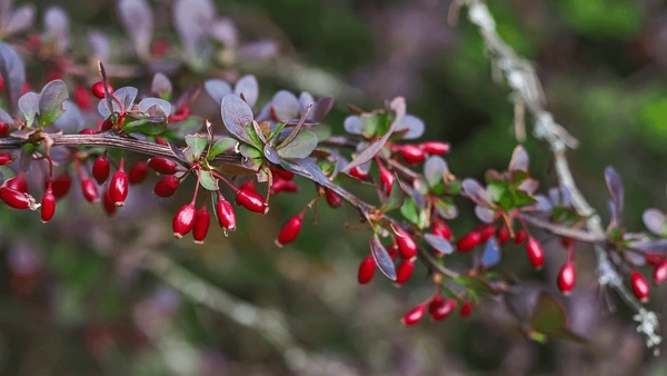 Japanese Barberry - Berberis thunbergii