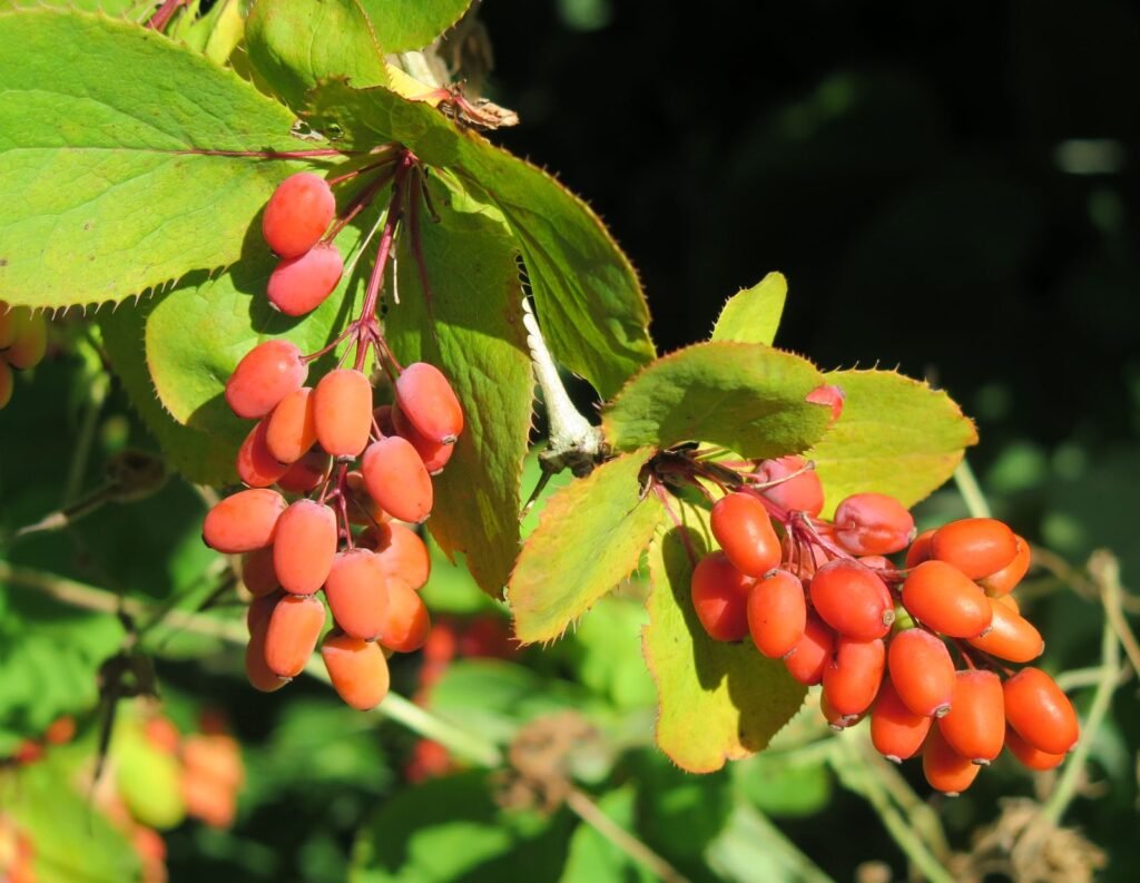 Warty Barberry - Berberis verruculosa
