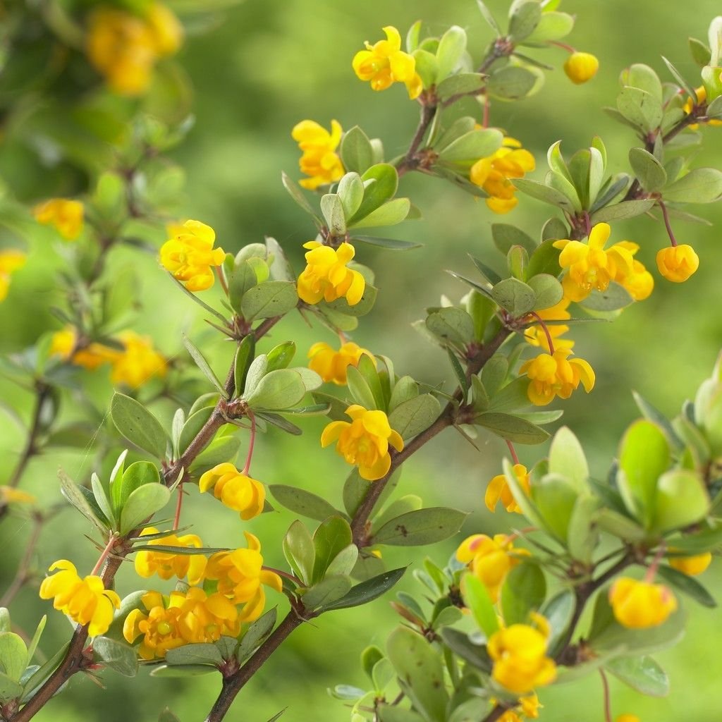 Magellan Barberry - Berberis buxifolia