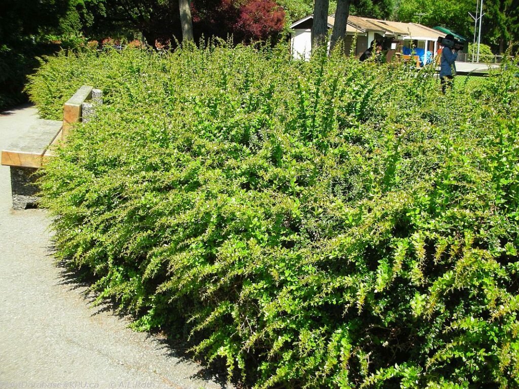 Warty Barberry - Berberis verruculosa