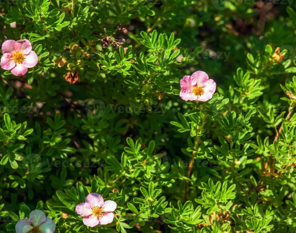 Shrubby cinquefoil - Dasiphora fruticosa