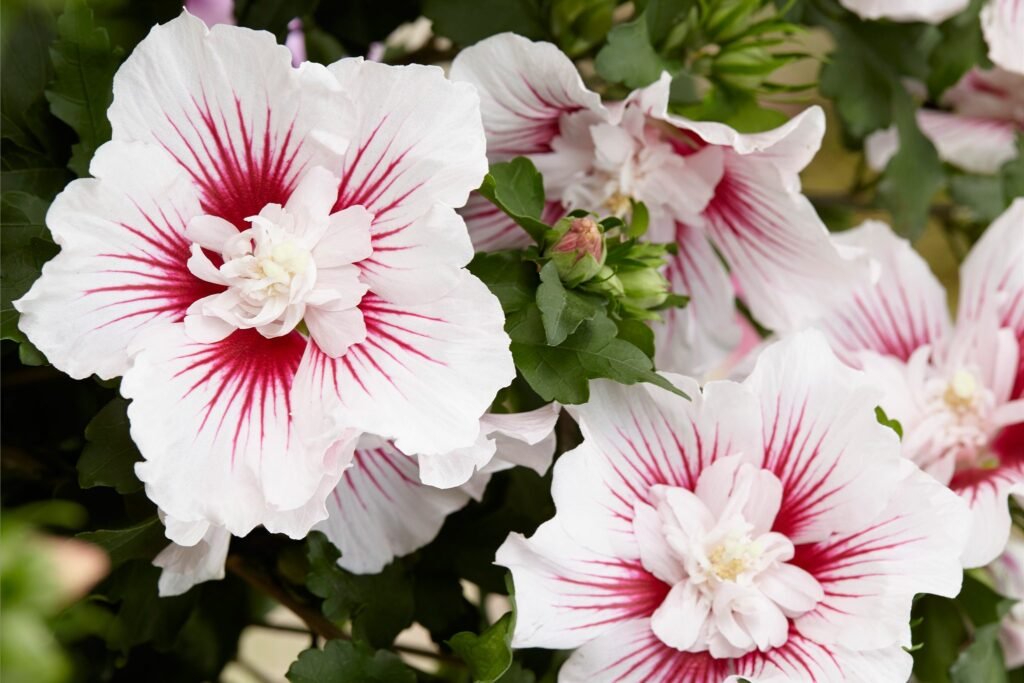 Rose Of Sharon - Hibiscus syriacus