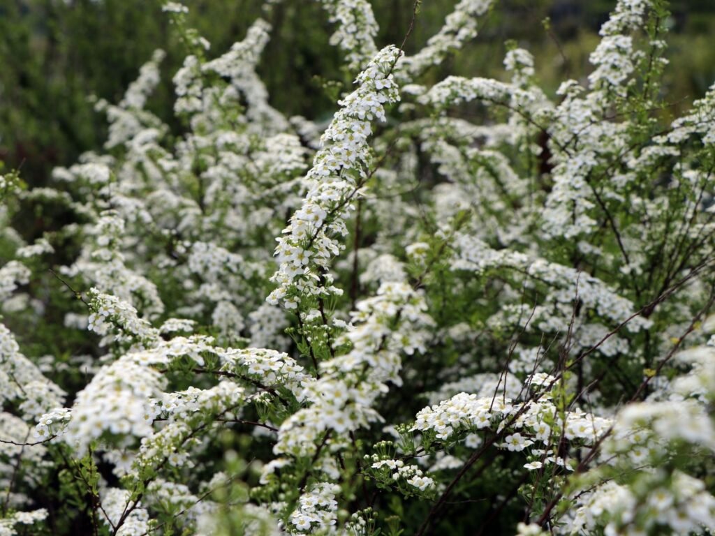 Garland Spiraea - Spiraea x arguta