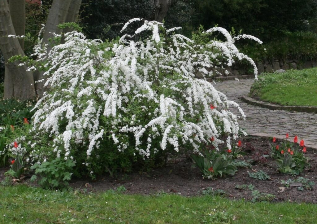 Garland Spiraea - Spiraea x arguta