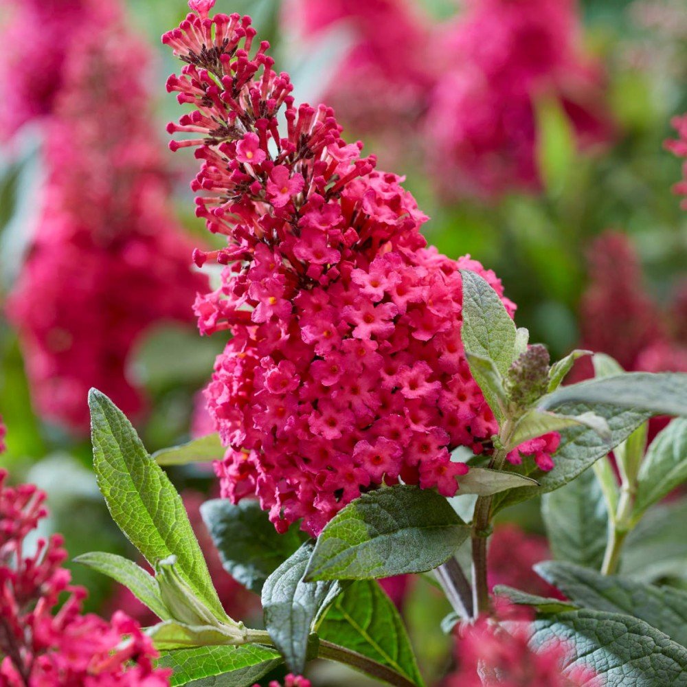 Butterfly Bush - Buddleja davidii