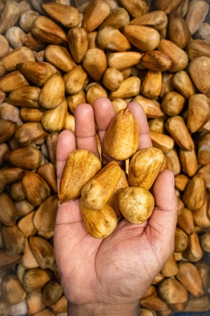 Bunya Pine - Araucaria bidwillii