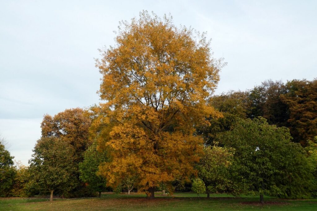 Bitternut Hickory - Carya cordiformis