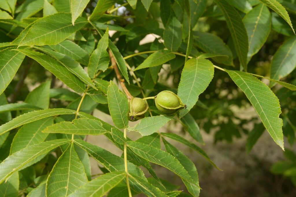 Bitternut Hickory - Carya cordiformis