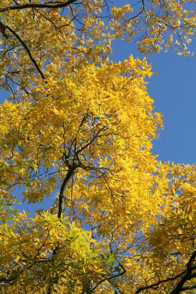 Bitternut Hickory - Carya cordiformis