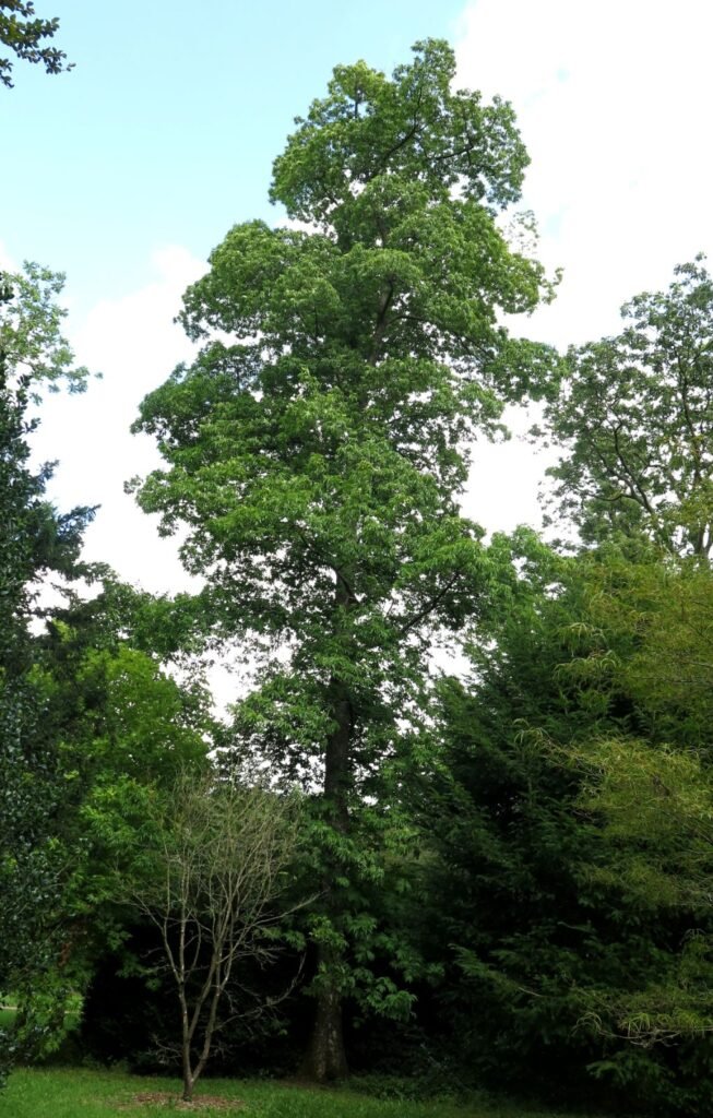 Bitternut Hickory - Carya cordiformis