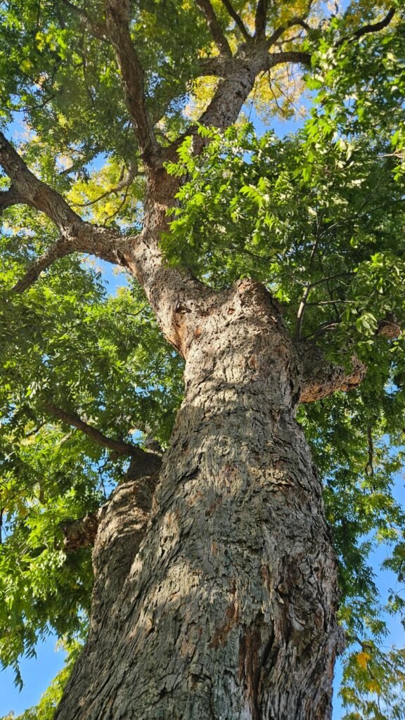 Pecan - Carya illinoinensis