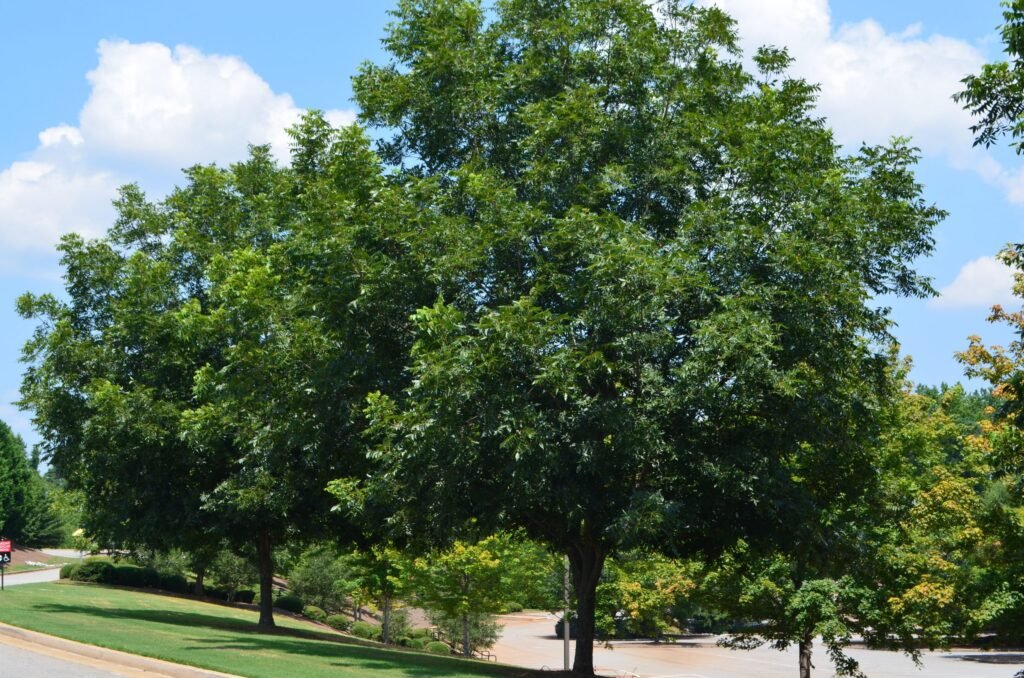 Mockernut Hickory - Carya tomentosa