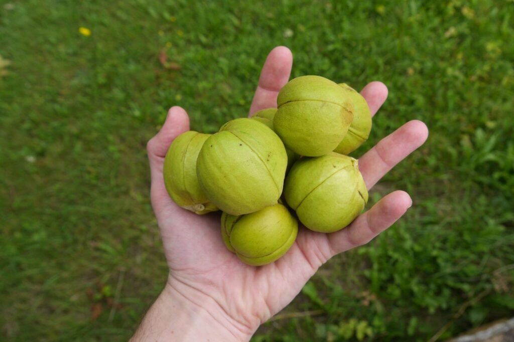 Shellbark Hickory - Carya laciniosa