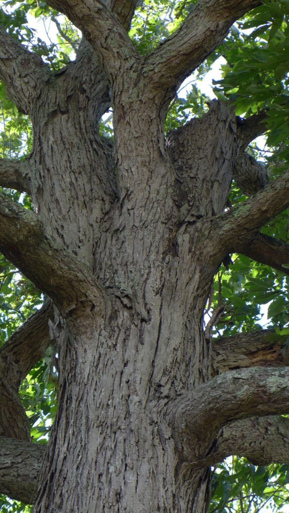 Shellbark Hickory - Carya laciniosa