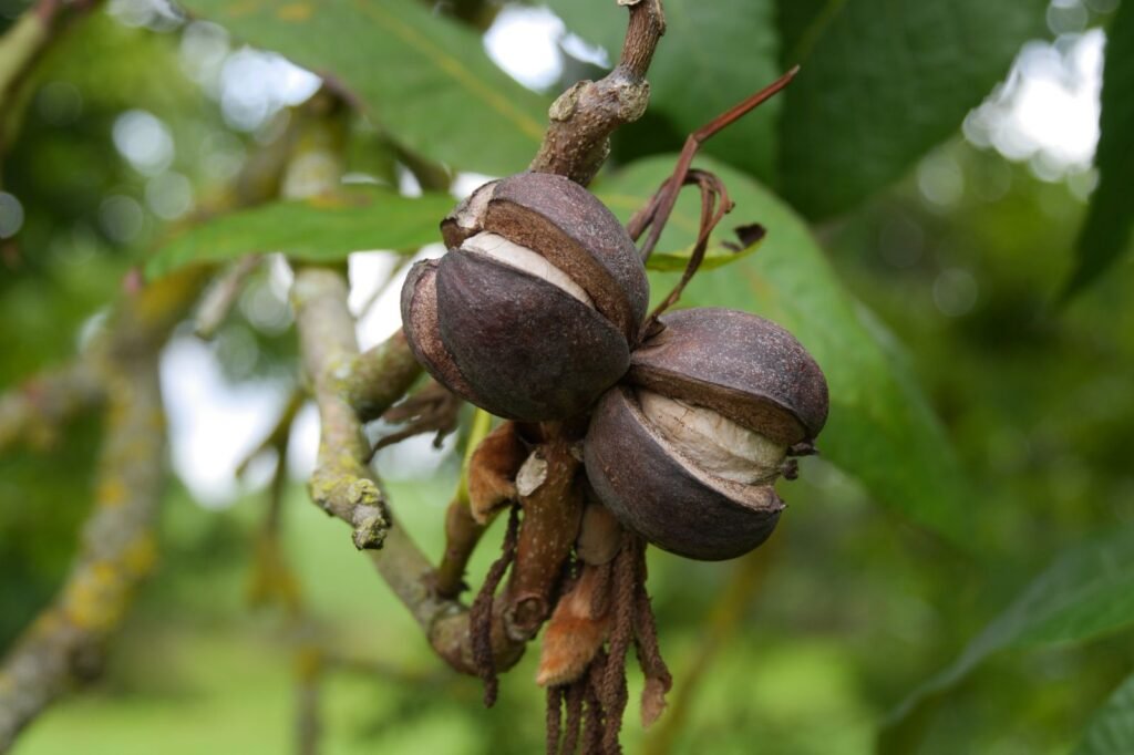 Shellbark Hickory - Carya laciniosa
