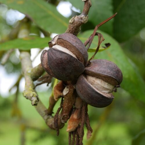 How to grow Shellbark Hickory (Carya laciniosa)